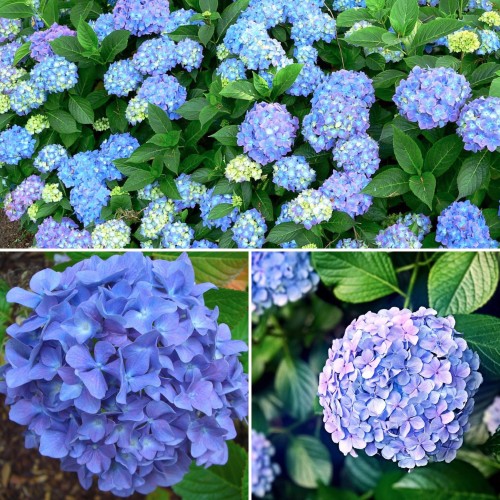 Hydrangea Blauer Zwerg x 1 Plants Blue Mauve Dwarf Flowering Mophead Shade Shrubs Garden Hortensia macrophylla Bush